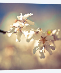 Soft Bloom I