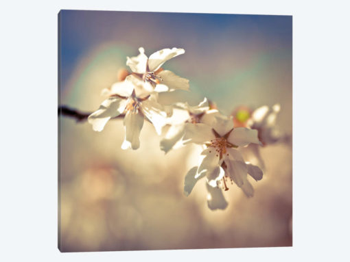 Soft Bloom I