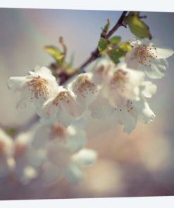 Soft Bloom II