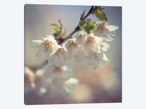 Soft Bloom II