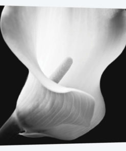 Softness I