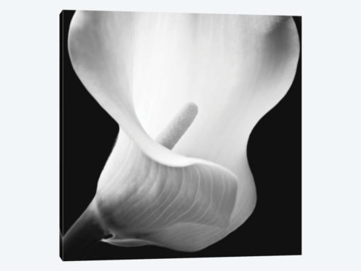 Softness I