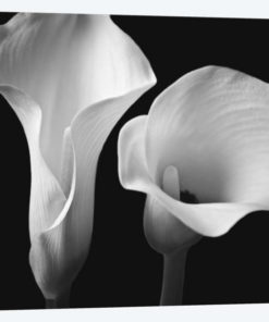 Softness II