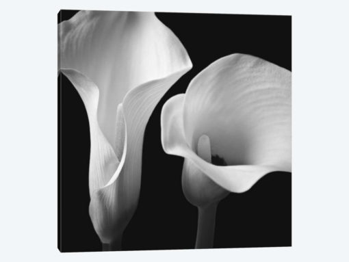 Softness II