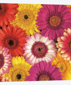 Splash Of Color I