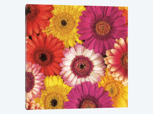Splash Of Color I