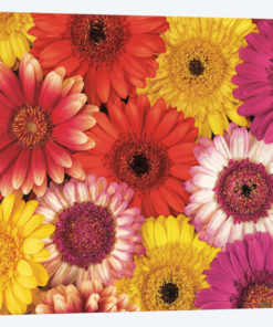 Splash Of Color II