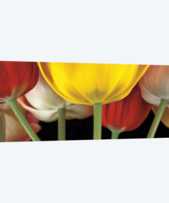 Sunshine Tulips
