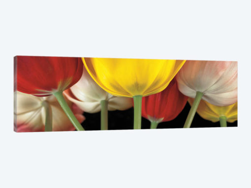 Sunshine Tulips