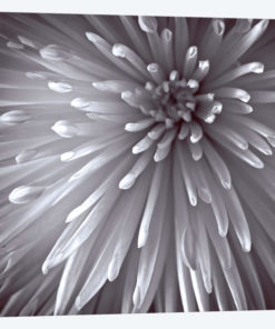 Natural Design II