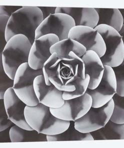 Natural Design III