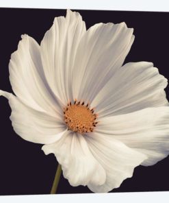 Cosmos I