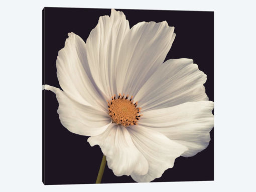 Cosmos I