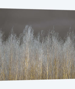 Silver Forest