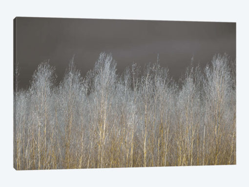 Silver Forest