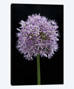 Allium Flower