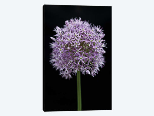 Allium Flower