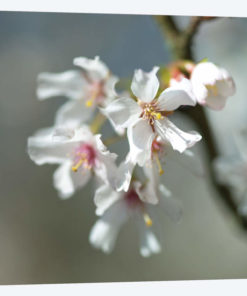 Blossom