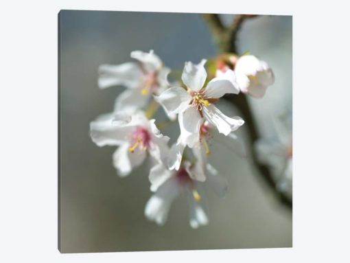 Blossom