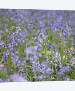 Bluebell Wood