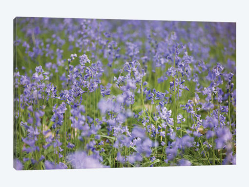 Bluebell Wood