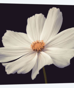 Cosmos II