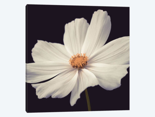 Cosmos II