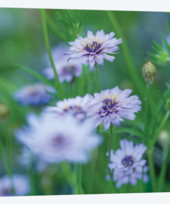 Catananche