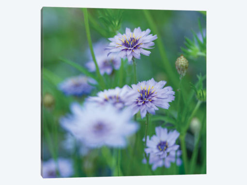 Catananche