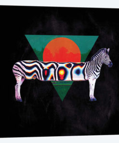 Zebra, Square