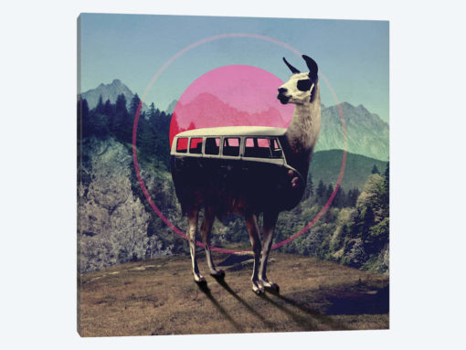 Llama