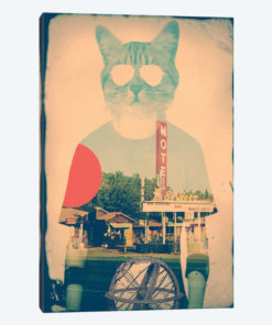 Cool Cat