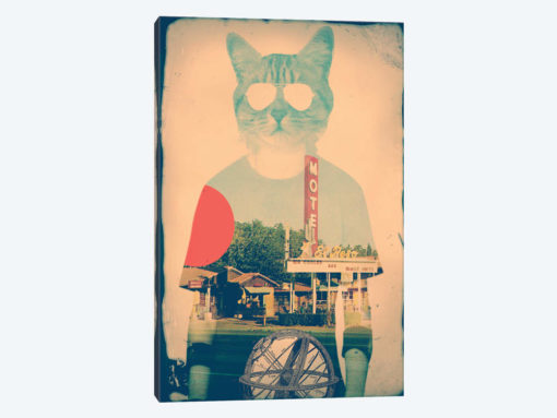 Cool Cat