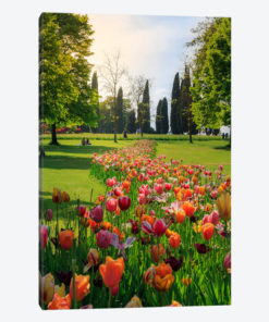 Tulipan Path