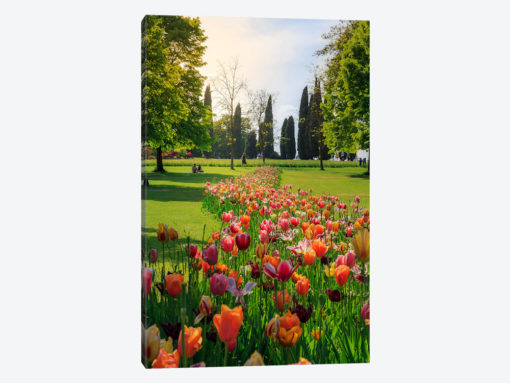 Tulipan Path
