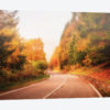 Autumn Road