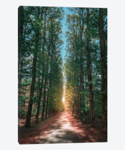 Calming Nature I