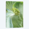 Banana Leaf II
