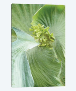 Banana Leaf II