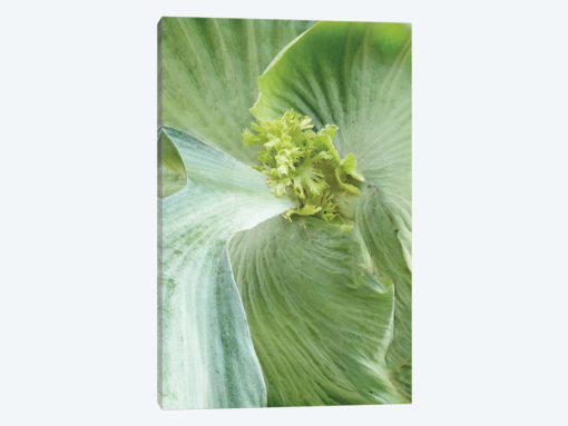 Banana Leaf II