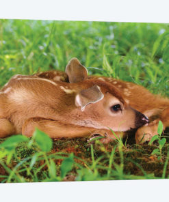 Two Day Old White-Tailed Deer Fawn