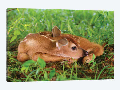 Two Day Old White-Tailed Deer Fawn