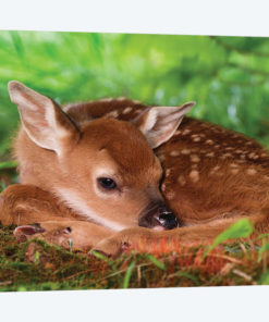 Two Day Old White-Tailed Deer Baby, Kentucky.