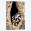 Baby Raccoons In Tree Cavity