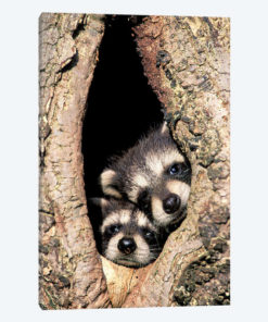 Baby Raccoons In Tree Cavity