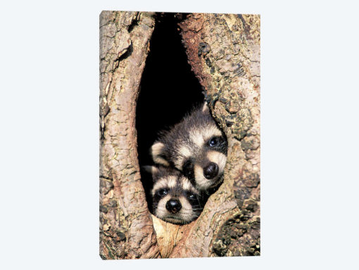 Baby Raccoons In Tree Cavity