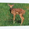 White-Tailed Deer Fawn