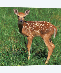 White-Tailed Deer Fawn