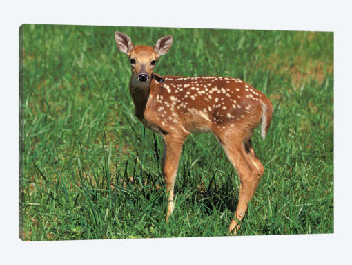 White-Tailed Deer Fawn