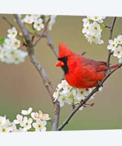 Male Northern Cardinal Among Pear Tree Blossoms, Kentucky, USA